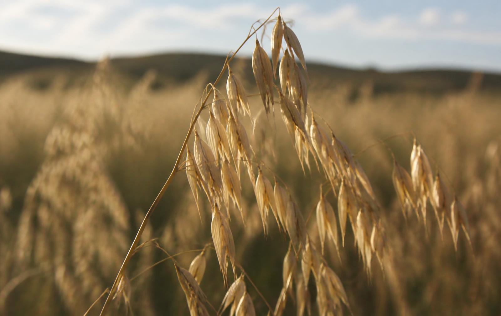 Does more sulphur pay in oats?